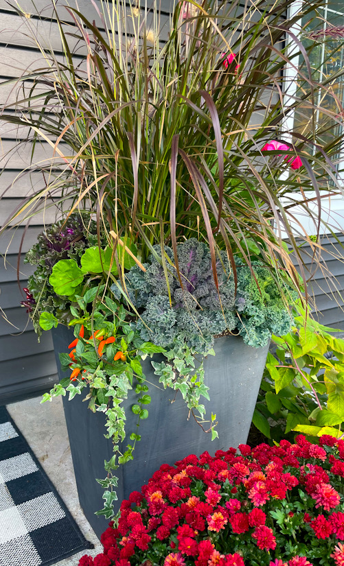 Flowering Kale in a 6" Pot