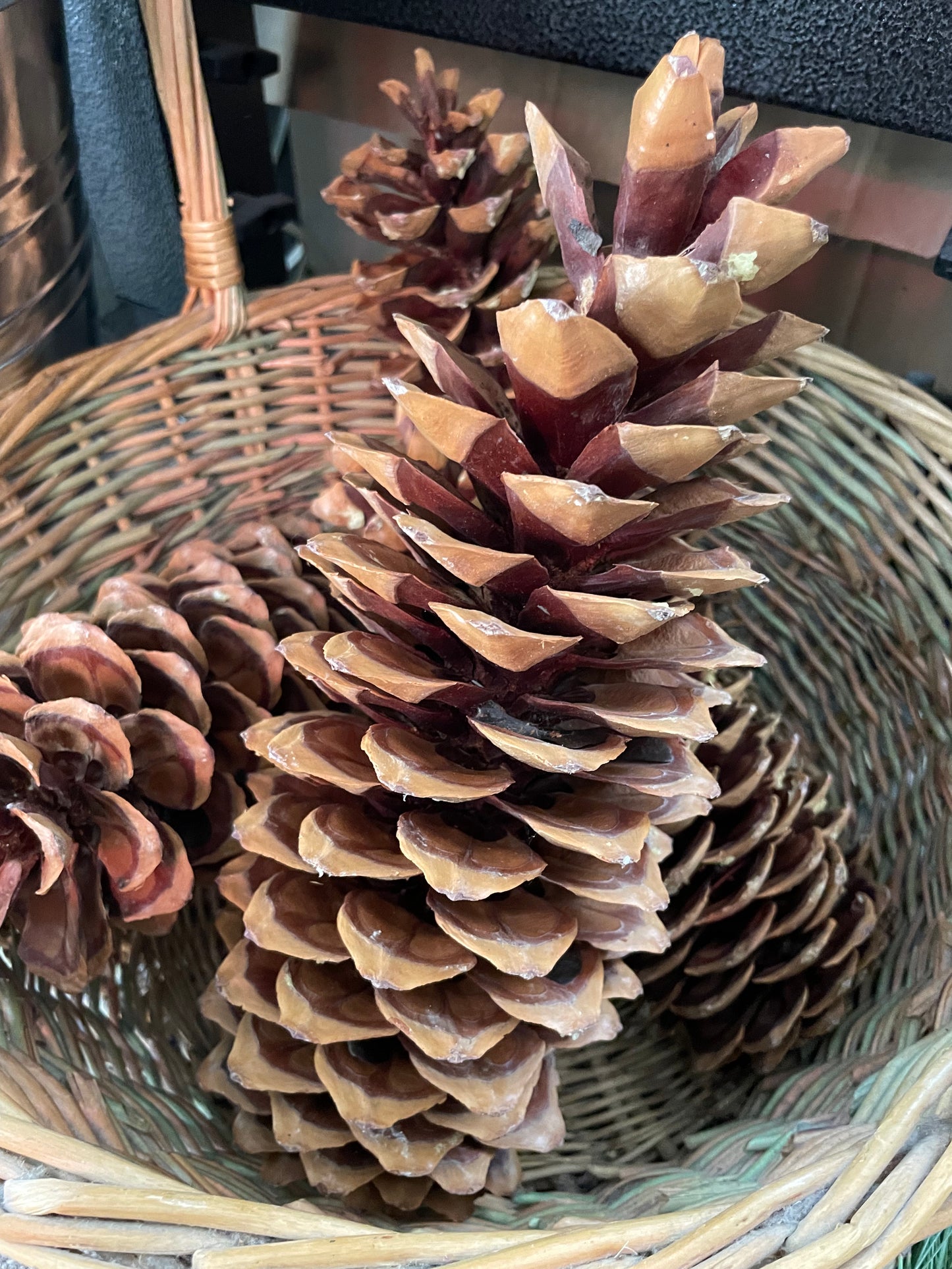 Jumbo Pine Cone