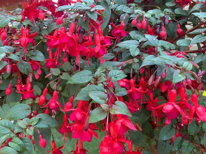 10" FUSCHIA Hanging Basket
