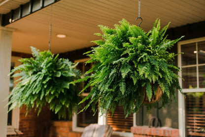 10" Boston Fern Hanging Basket