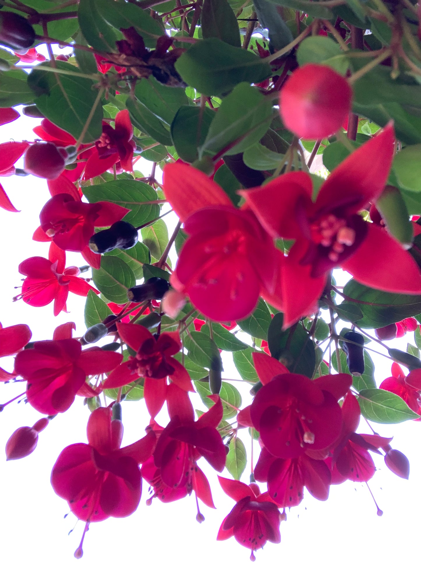10" FUSCHIA Hanging Basket