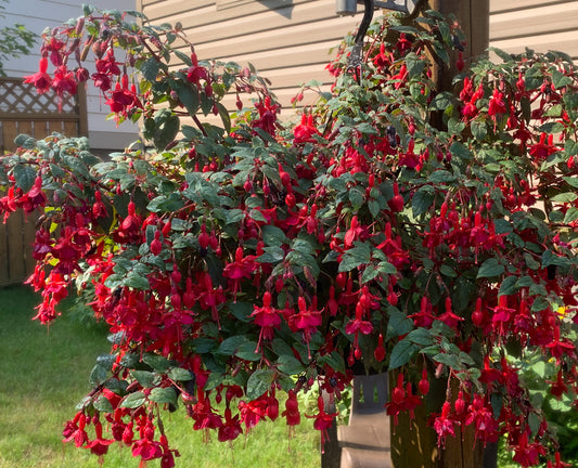 10" FUSCHIA Hanging Basket
