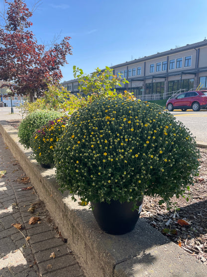 FALL MUMS - PRE-ORDERS OPEN UNTIL SEPT 18th
