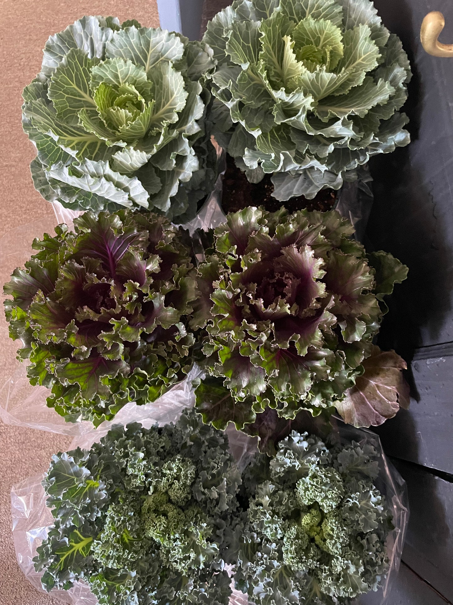 Flowering Kale in a 6" Pot