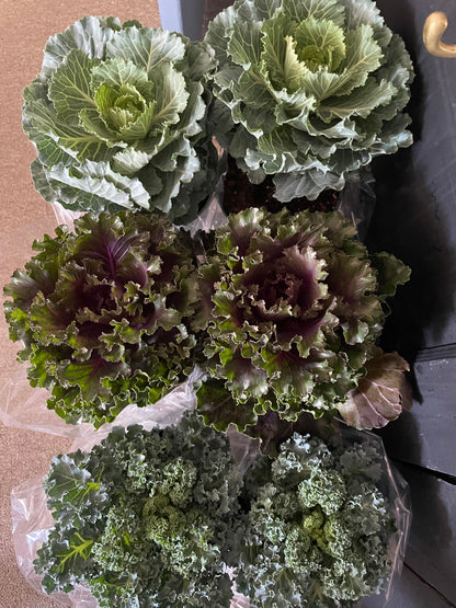 Flowering Kale in a 6" Pot