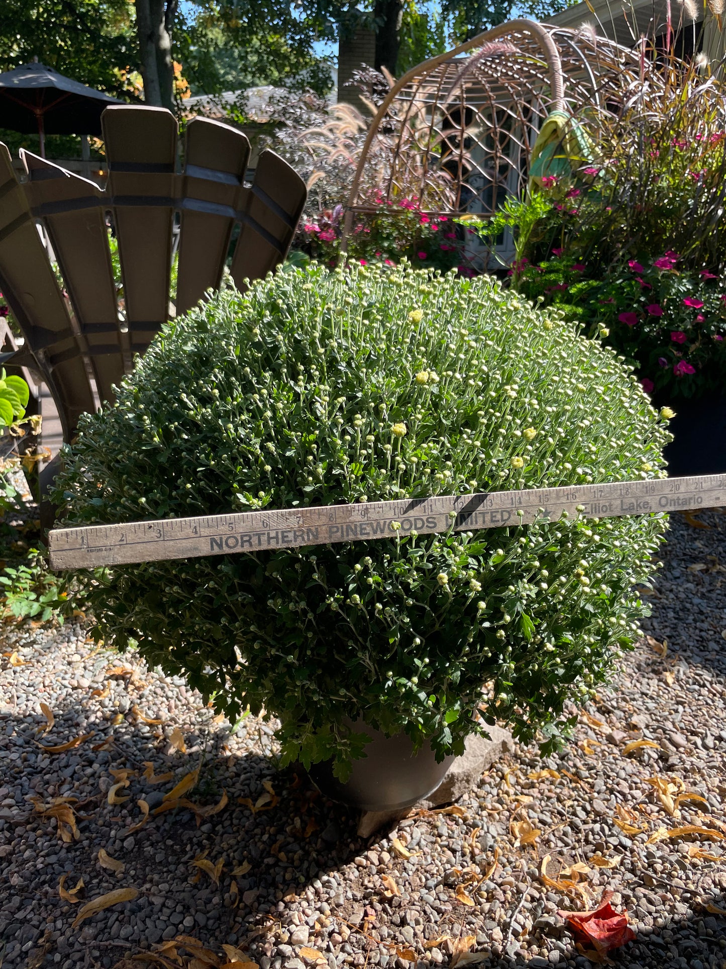 FALL MUMS - PRE-ORDERS OPEN UNTIL SEPT 18th