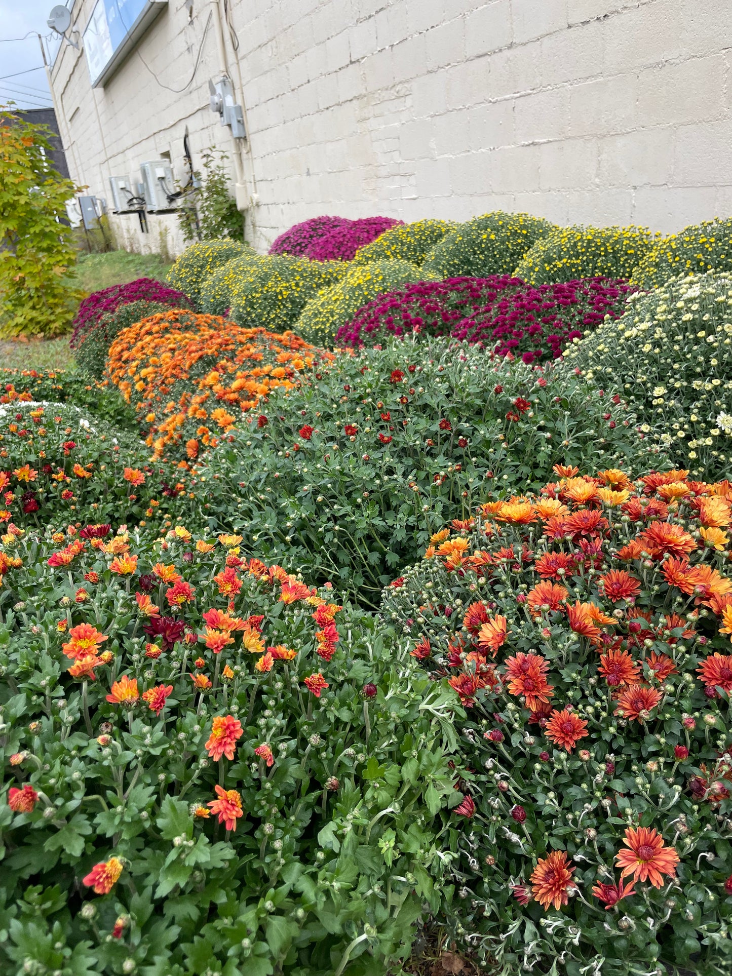 FALL MUMS - PRE-ORDERS OPEN UNTIL SEPT 18th