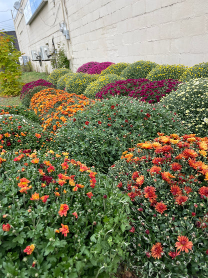 FALL MUMS - PRE-ORDERS OPEN UNTIL SEPT 18th
