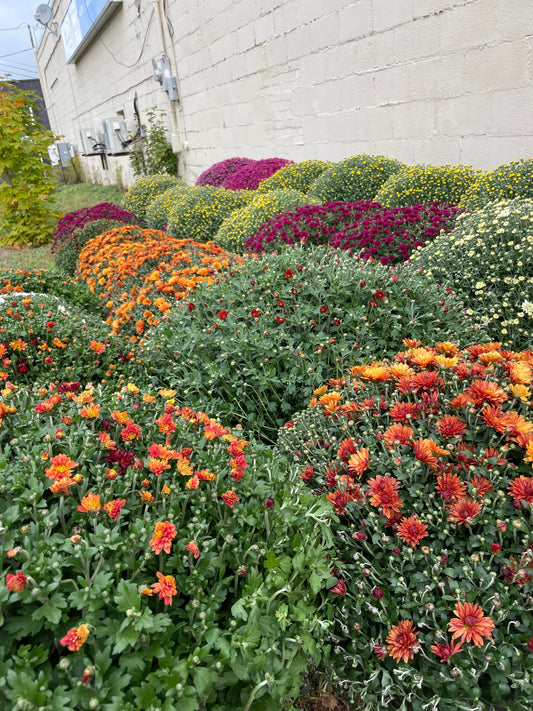 FALL MUMS - PRE-ORDERS OPEN UNTIL SEPT 18th