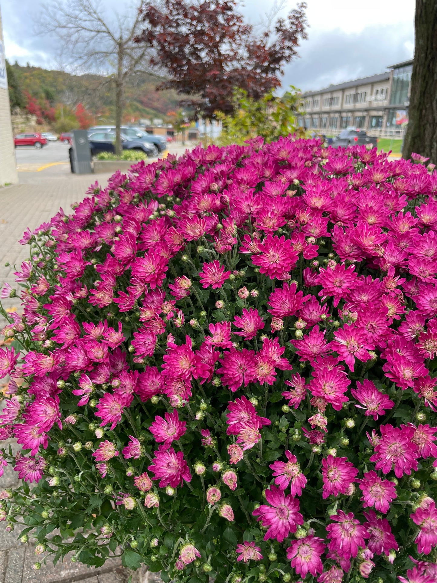 FALL MUMS - PRE-ORDERS OPEN UNTIL SEPT 18th