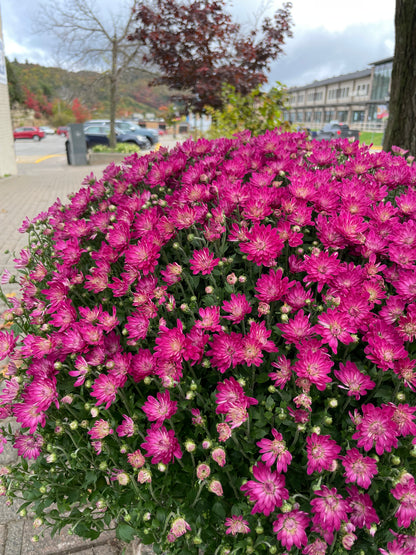 FALL MUMS - PRE-ORDERS OPEN UNTIL SEPT 18th