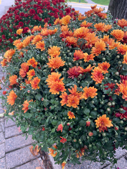 FALL MUMS - PRE-ORDERS OPEN UNTIL SEPT 18th