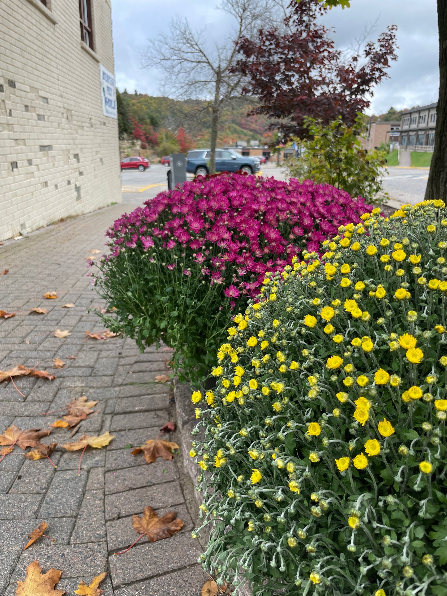 FALL MUMS - PRE-ORDERS OPEN UNTIL SEPT 18th