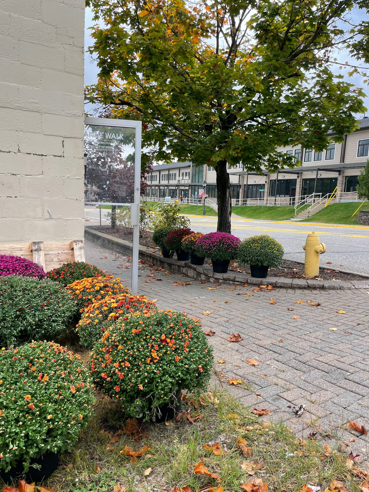 FALL MUMS - PRE-ORDERS OPEN UNTIL SEPT 18th