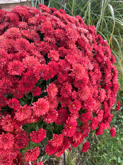 FALL MUMS - PRE-ORDERS OPEN UNTIL SEPT 18th