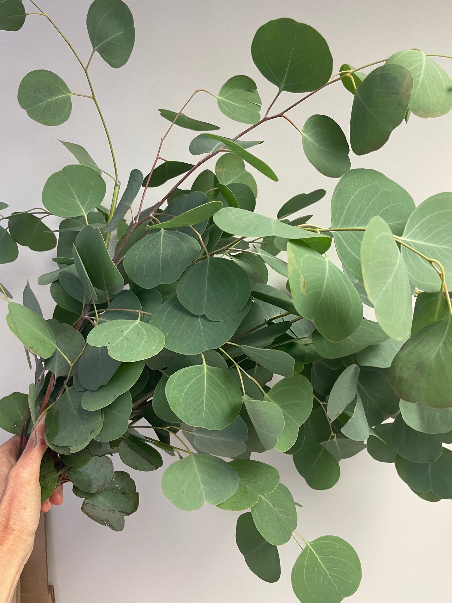 Fresh Cut Eucalyptus Bundles