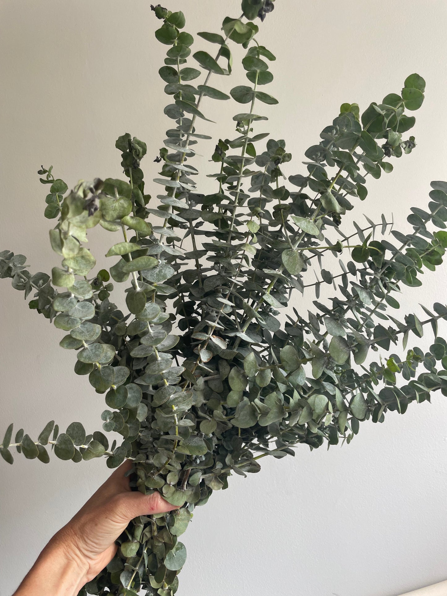 Fresh Cut Eucalyptus Bundles