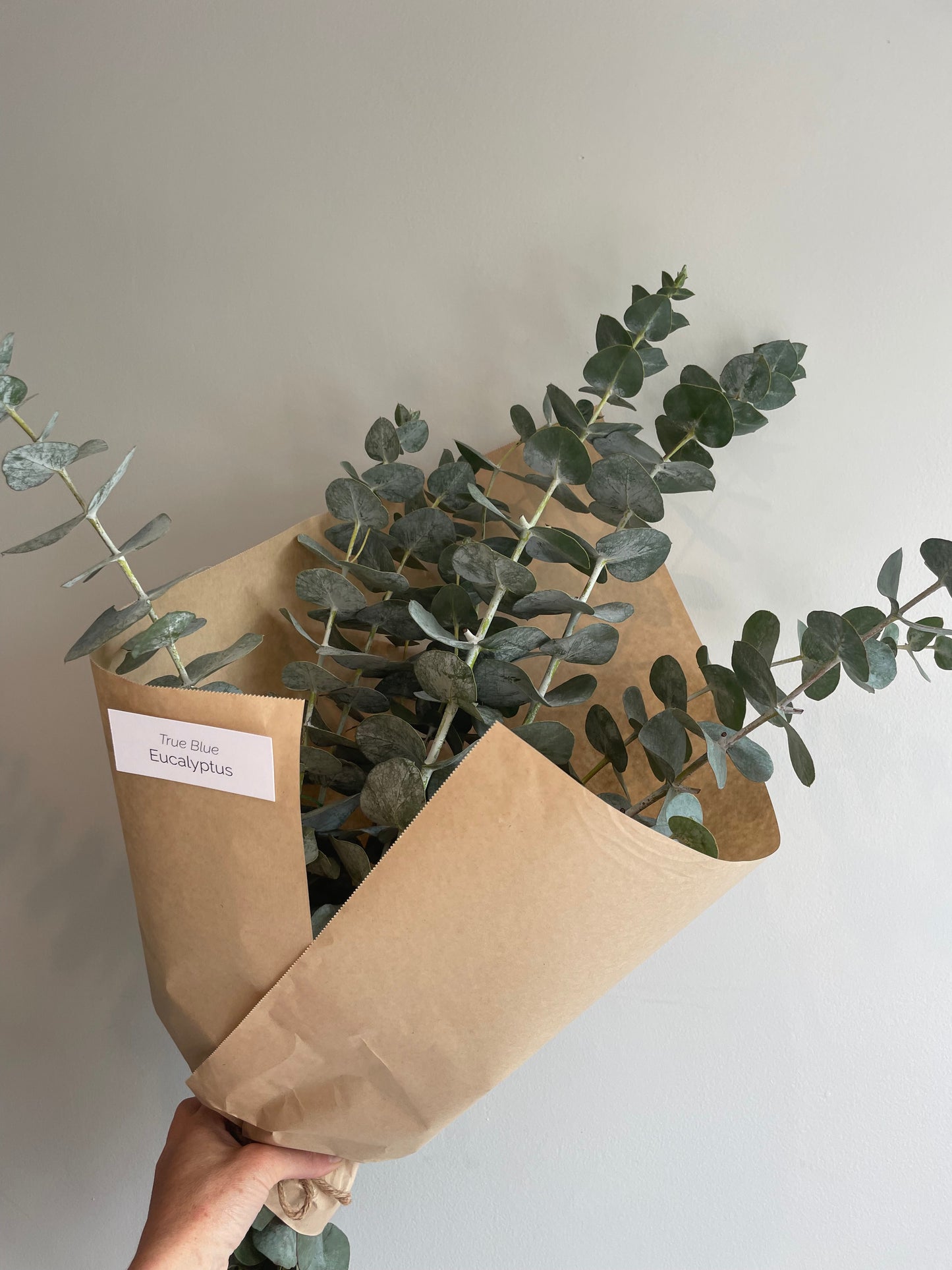 Fresh Cut Eucalyptus Bundles