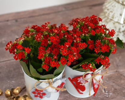 Community Christmas Giving: Sponsor a Plant for a Resident or Patient