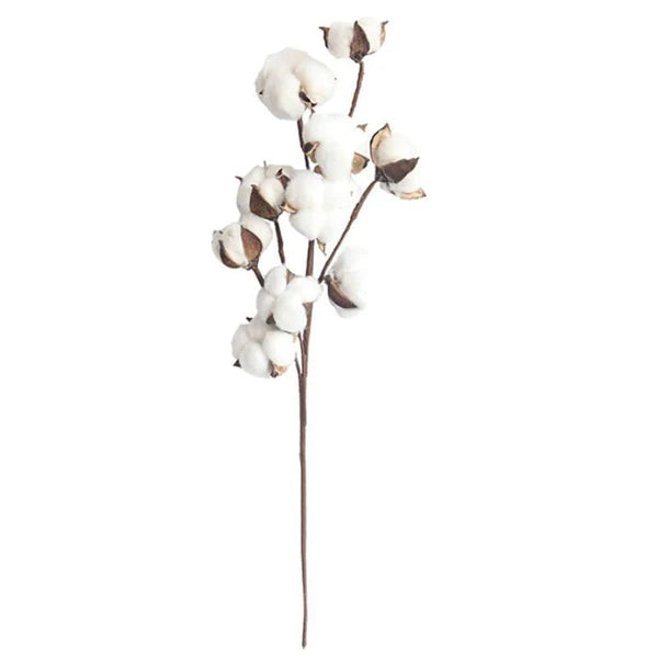 Fresh Cotton Stem