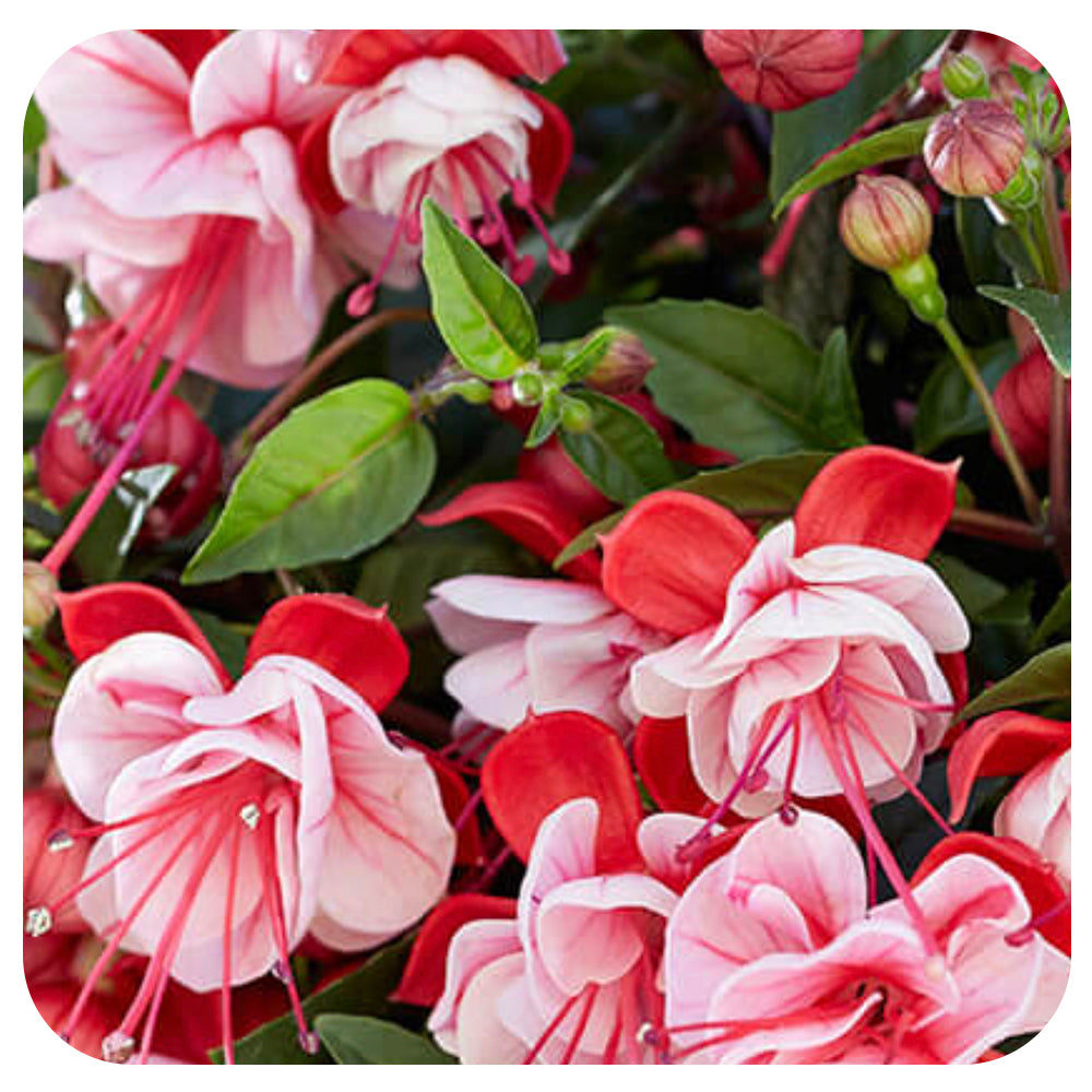10" FUSCHIA Hanging Basket