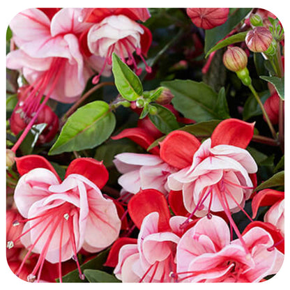 10" FUSCHIA Hanging Basket